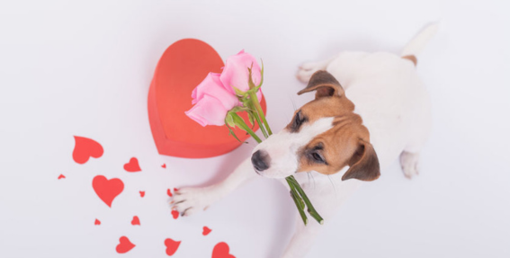 39 Best Galentines Day Card Messages