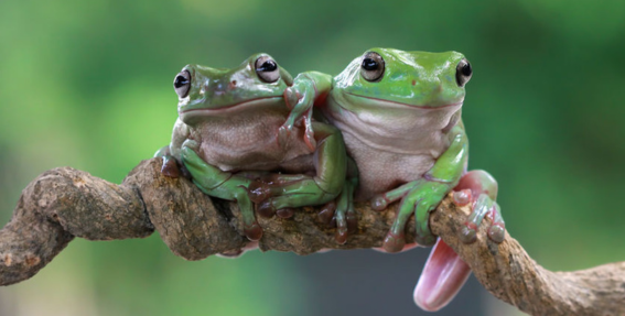 21 Fun Facts You Won't Believe About Frogs