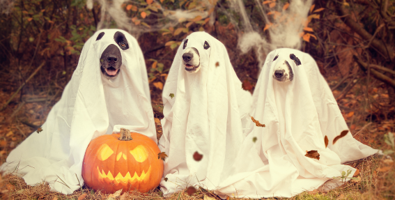 39 Best Halloween Quotes About Friendship