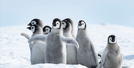 21 Fun Facts You Won’t Believe About Penguin
