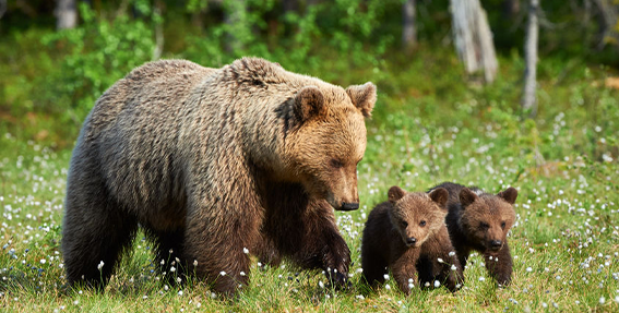 21 Fun Facts You Won’t Believe About Bears