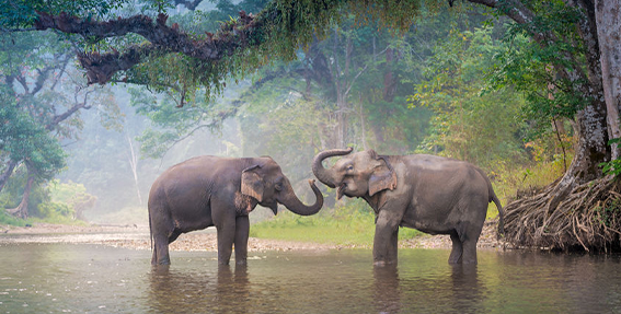 21 Fun Facts You Won’t Believe About Elephants