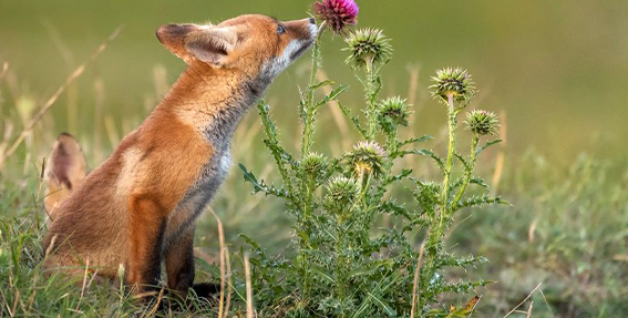21 Fun Facts You Won’t Believe About Foxes