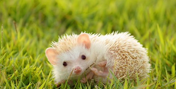 21 Fun Facts You Won’t Believe About Hedgehogs