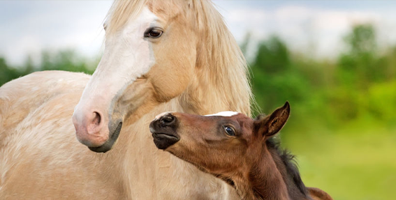 21 Fun Facts You Won’t Believe About Horses