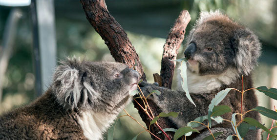 two koala bears eating eucalyptus