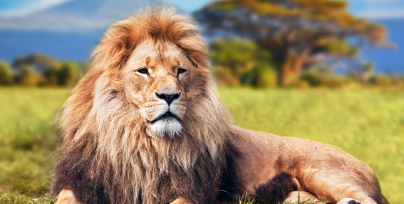 21 Fun Facts You Won’t Believe About Lions