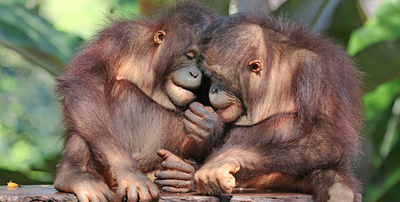 orangutans cuddling