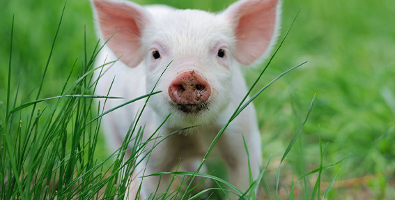 21 Fun Facts You Won’t Believe About Pigs