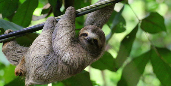 sloth in a tree
