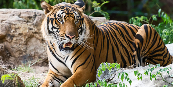 A tiger laying on a rock